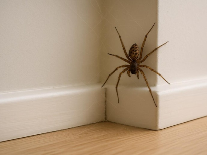 Дом будто заколдован: пауки обходят его стороной, хотя хозяева не тратили ни копейки