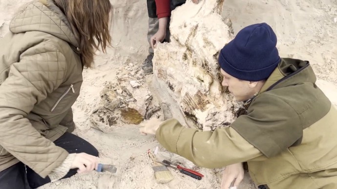 Древний дуб, который нашли в Ленобласти, отправят в Палеонтологический музей СПбГУ