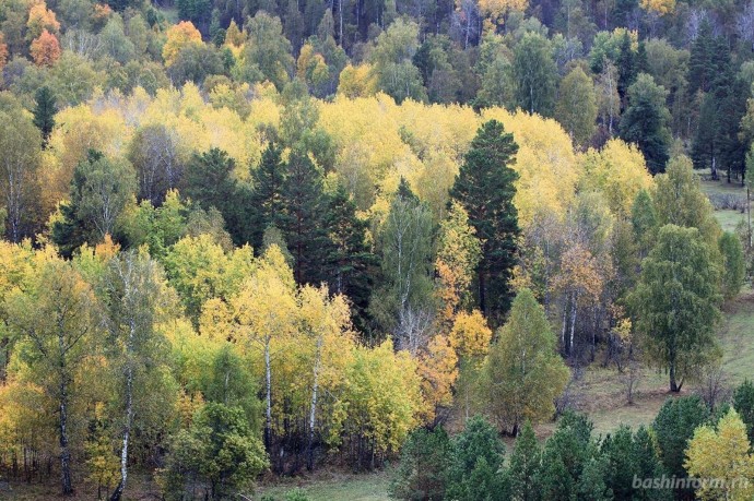 В лесах Башкирии потерялись четыре человека