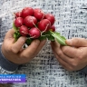 Успел поторговать всем. С помощью соцконтракта белгородец начал продавать овощи и фрукты