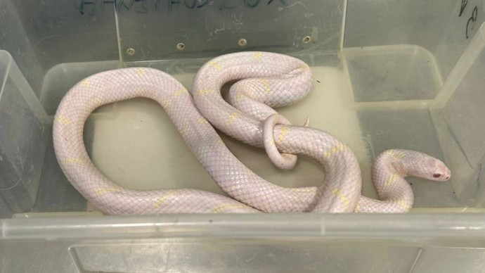 В Александровском парке изъяли змей с травмированной чешуей