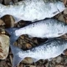 На Лютоге задержали двух браконьеров с симой и сетью