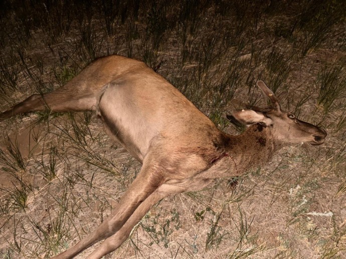 В Забайкалье ночью в лесу ловили браконьера
