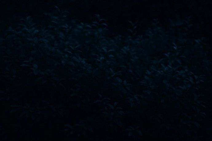 В Магнитогорске неожиданная находка в кустах удивила охранников