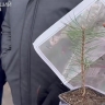 В белгородской Сосновке высадят 80 тысяч саженцев