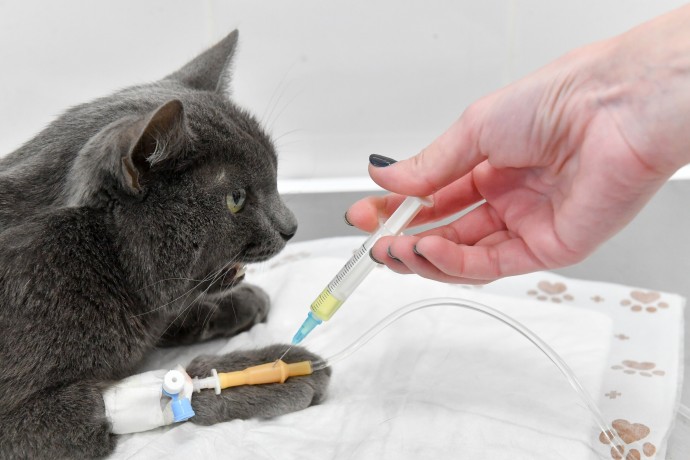 Производители ветеринарных препаратов получат 1 млрд руб. бюджетных субсидий