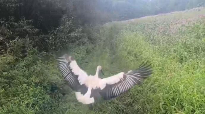 Редчайшую птицу спасли в Приморском крае Редчайшую птицу спасли в Приморском крае