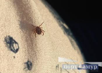Клещи в Приамурье стали более активными
