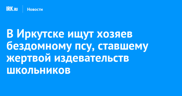 В Иркутске ищут хозяев бездомному псу, ставшему жертвой издевательств школьников В Иркутске ищут хозяев бездомному псу, ставшему жертвой издевательств школьников