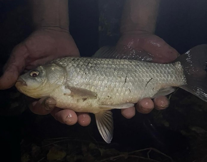 Повара школьных столовых в Костроме будут готовить рыбу и овощи по секундомеру Повара школьных столовых в Костроме будут готовить рыбу и овощи по секундомеру