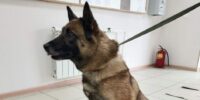 Афина ищет новый дом: полицейская овчарка вышла на пенсию