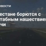 В Дагестане борются с масштабным нашествием саранчи