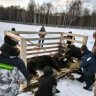 Состояние ухудшилось: пострадавшего лося на Сахалине перевезли в зоопарк