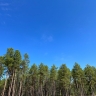 В Якутии пенсионер пошел в лес по грибы и заблудился