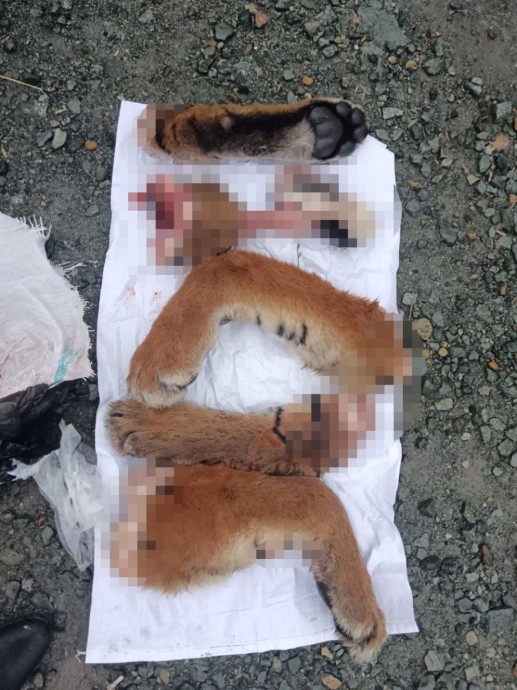 Оторванные лапы – в багажнике: краснокнижного животного разделали на куски в Приморье Оторванные лапы – в багажнике: краснокнижного животного разделали на куски в Приморье