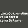 Редкий дикобраз-альбинос появился на свет в зоопарке на Байкале