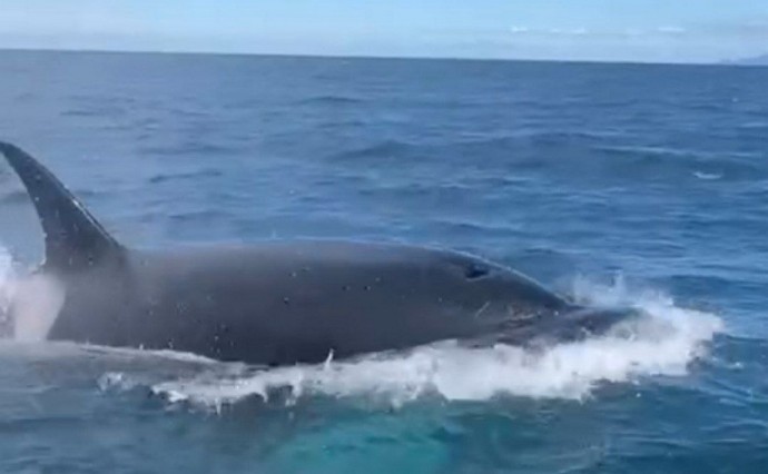 На Сахалине семья косаток вновь устроила шоу для туристов На Сахалине семья косаток вновь устроила шоу для туристов