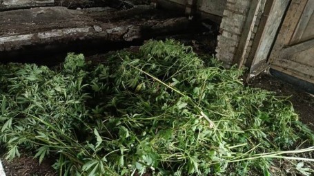 «Для себя» полный огород: приморская дачница разводила коноплю, как помидоры