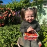 Как обрезать клубнику весной: что важно удалить и почему 