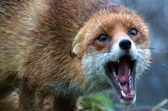 Врач рассказал жителям Ивановской области, почему опасен даже незначительный укус животного