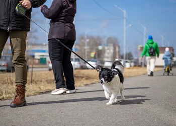 В Приамурье вновь пойдет дождь