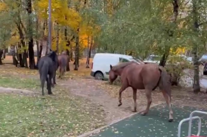 Пятерых коней заметили в поселке Развилка рядом с МКАД Пятерых коней заметили в поселке Развилка рядом с МКАД