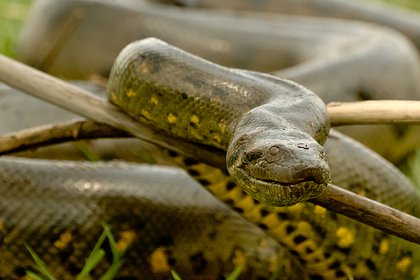 Поимка гигантской смертельно опасной змеи попала на видео Поимка гигантской смертельно опасной змеи попала на видео