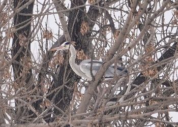 Первых серых цапель заметили в Приамурье