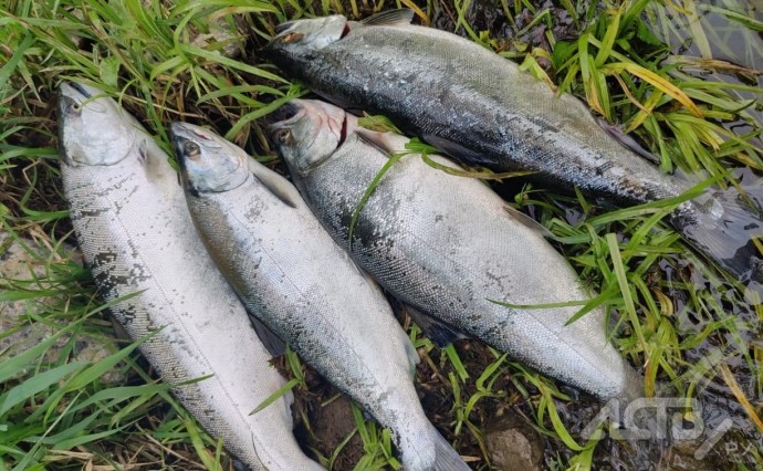 На юго-востоке Сахалина завершился сезон вылова симы: успели поймать 3,5 тонны На юго-востоке Сахалина завершился сезон вылова симы: успели поймать 3,5 тонны