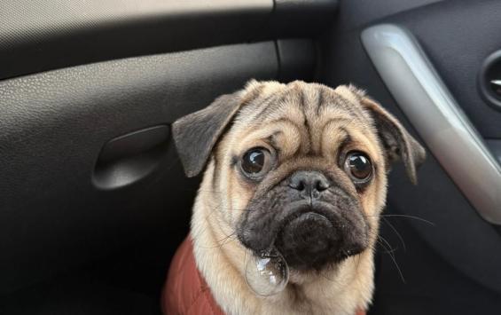 В Курске ветеринары и волонтеры спасли мопса, от которого отказались хозяева