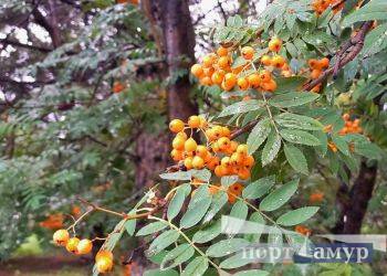 В Приамурье вернется июльское тепло
