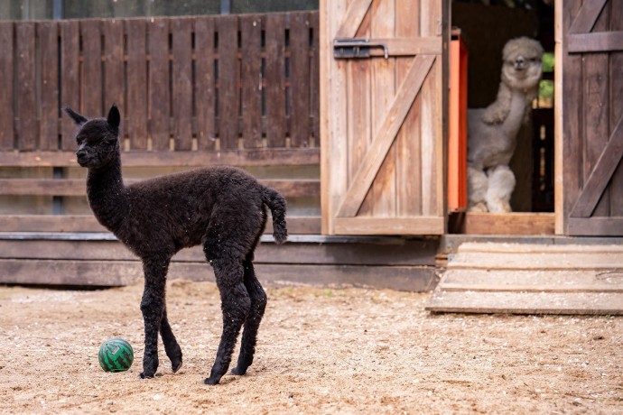 Юные москвичи выбрали имя для маленькой альпаки с «Городской фермы» на ВДНХ Юные москвичи выбрали имя для маленькой альпаки с «Городской фермы» на ВДНХ