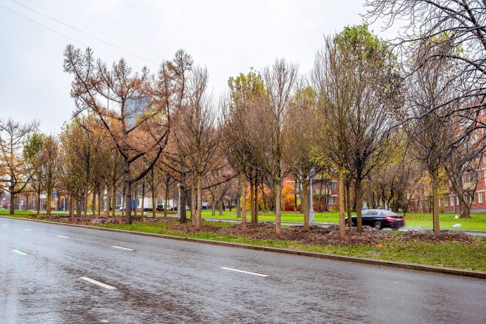 Липы, дубы и барбарис украсят Профсоюзную улицу и проспект 60-летия Октября