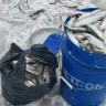 В российской корюшке обнаружили опасного паразита