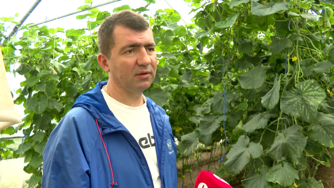 Демянский фермер Владислав Шишин создает новые сорта помидоров