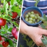 Посадила крыжовник, который не колется: 10 лучших бесшипных сортов крыжовника – безопасно, но очень вкусно