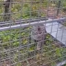Неожиданного пленника нашли в клетке для леопарда в Приморье