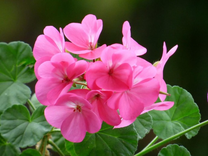 Не дайте холоду погубить вашу герань — вот что вы должны сделать, чтобы её спасти Не дайте холоду погубить вашу герань — вот что вы должны сделать, чтобы её спасти