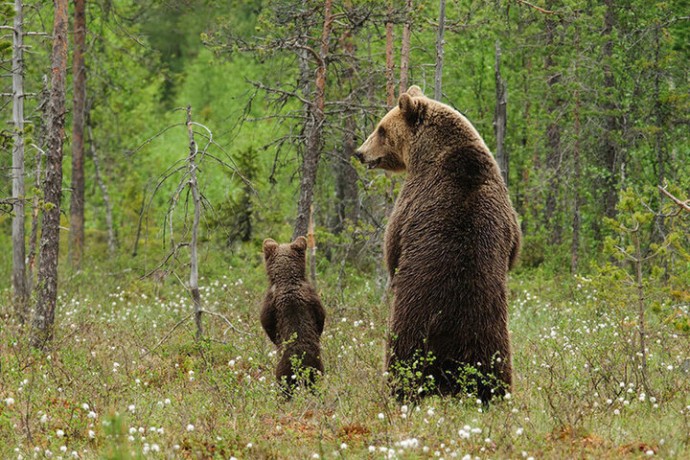 Необычный белый медвежонок появился на юге Камчатки