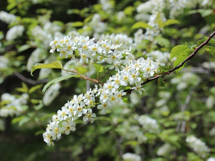 Черемуха в саду: ароматный медонос или сосед, который отравит грядки Черемуха в саду: ароматный медонос или сосед, который отравит грядки
