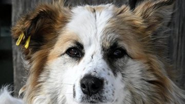 В "Хороших новостях" стартовала акция по сбору помощи животным из приютов В "Хороших новостях" стартовала акция по сбору помощи животным из приютов