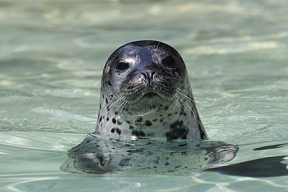 Тюлень запрыгнул на судно к фотографу и спасся от кровожадных китов-убийц