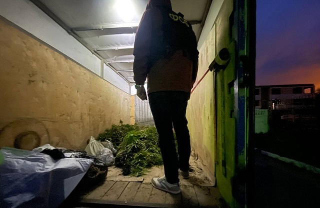 Трое жителей Мордовии вырастили более 110 кустов наркосодержащей конопли