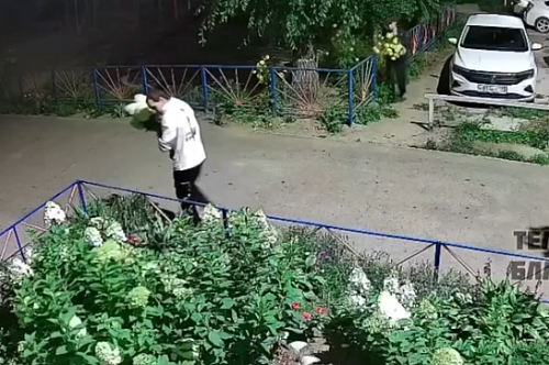 Цветочные вандалы нарвали гортензий на чужих клумбах в Благовещенске