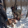 Полиция ищет браконьеров, убивших лося в Иглинском районе Башкирии