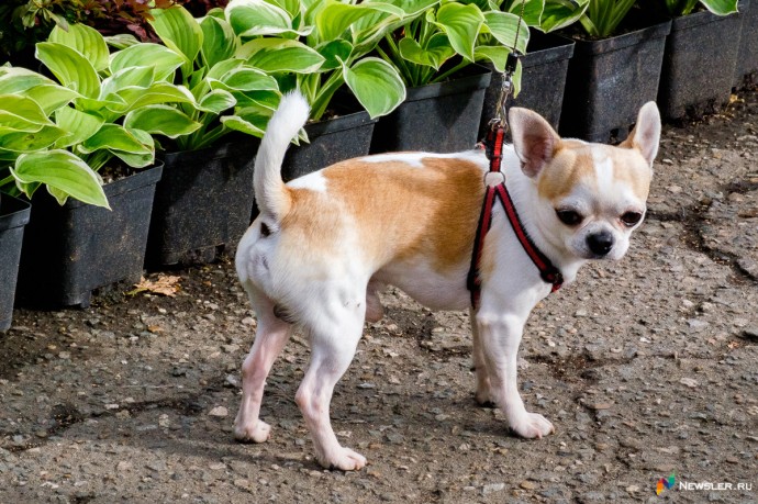 В 2025 году 45 кировских собак и кошек побывали за границей