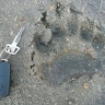 Медведь зашел в село в Приамурье