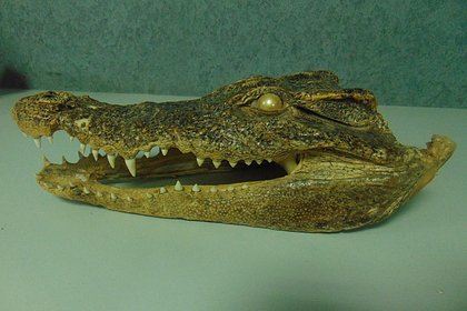 Россиянин привез на родину голову крокодила из Вьетнама и лишился ее в аэропорту Россиянин привез на родину голову крокодила из Вьетнама и лишился ее в аэропорту