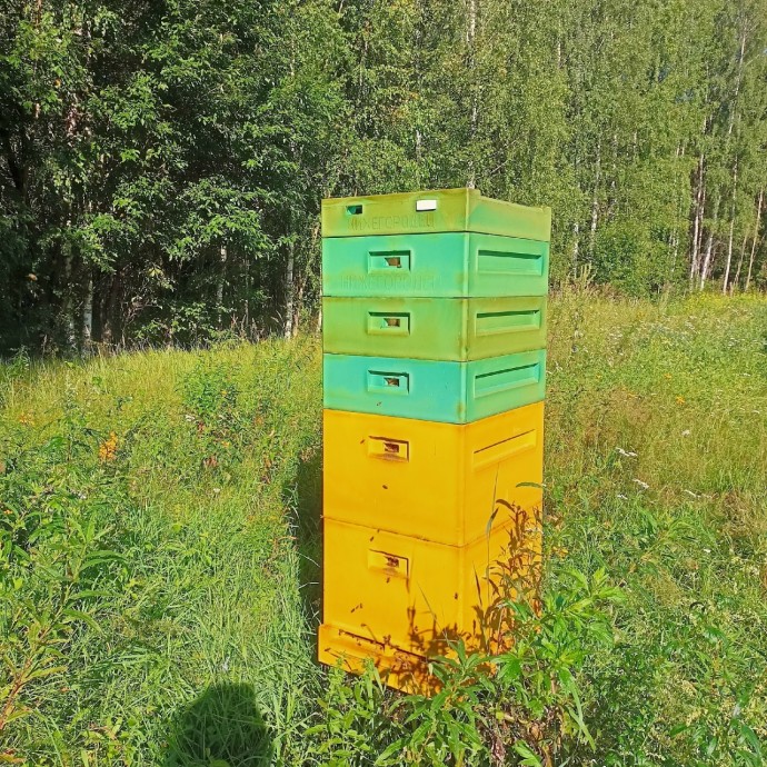 В Ярославской области медведь разорил пасеку В Ярославской области медведь разорил пасеку