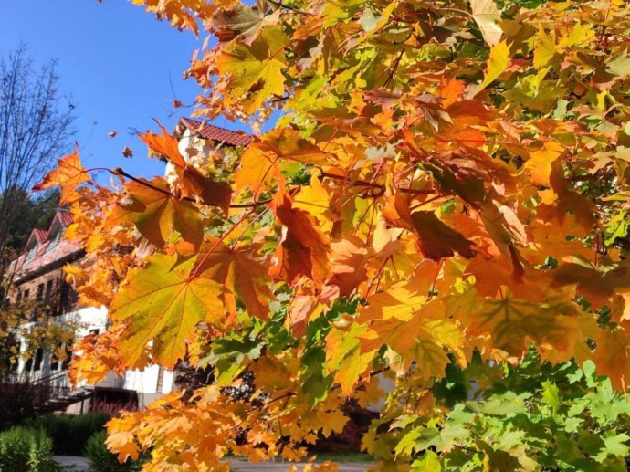 Метеорологи рассказали, когда ожидать первые заморозки в Пермском крае